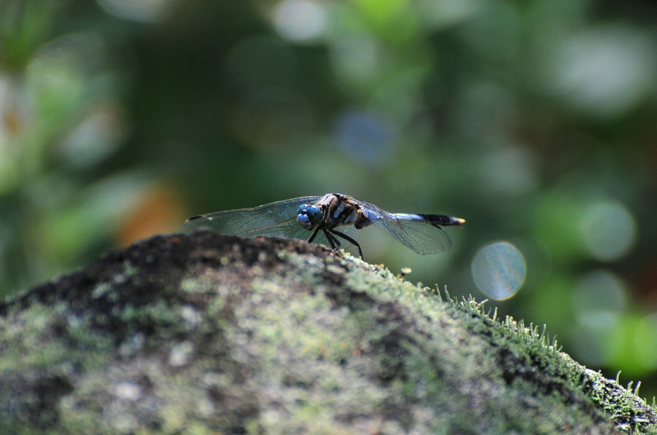 a0143491_2247166.jpg