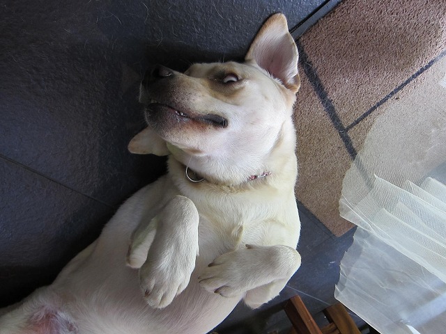e0192217_14335974.jpg