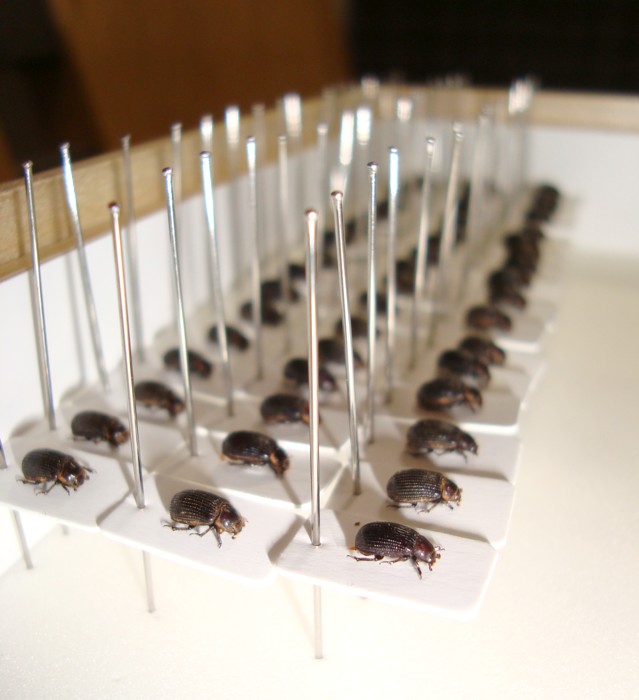 コブナシコブスジ 50 些昆虫記