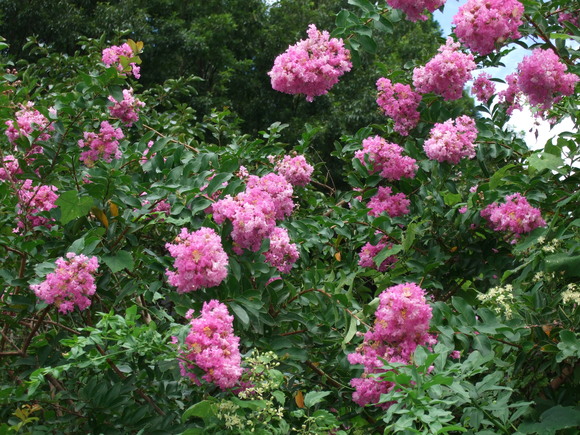 a0098521_08753.jpg