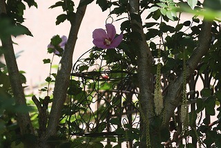 f0170524_12192795.jpg