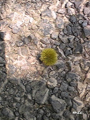 e0175228_14123120.jpg