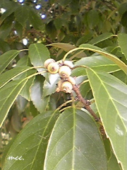 e0175228_141337.jpg