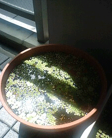 d0048332_13524267.gif
