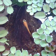 d0048332_1356113.gif