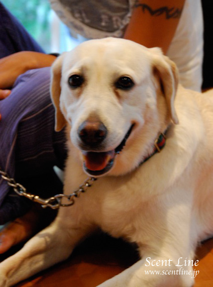 「愛犬の為の整体教室」第1回の模様_c0099133_023847.jpg