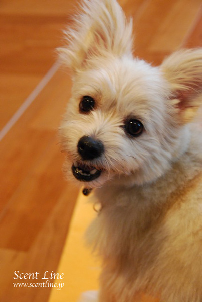 「愛犬の為の整体教室」第1回の模様_c0099133_03670.jpg