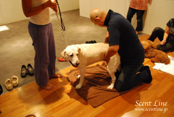 「愛犬の為の整体教室」第1回の模様_c0099133_1162320.jpg
