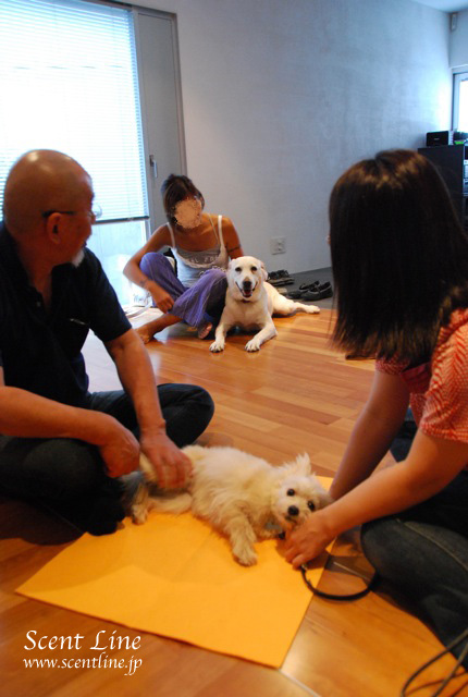 「愛犬の為の整体教室」第1回の模様_c0099133_1172836.jpg