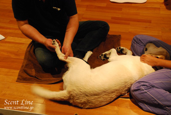 「愛犬の為の整体教室」第1回の模様_c0099133_134263.jpg