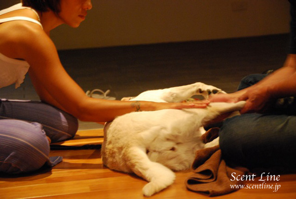 「愛犬の為の整体教室」第1回の模様_c0099133_14524.jpg
