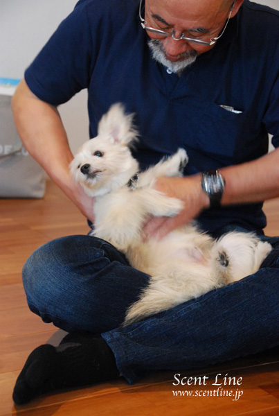 「愛犬の為の整体教室」第1回の模様_c0099133_152532.jpg