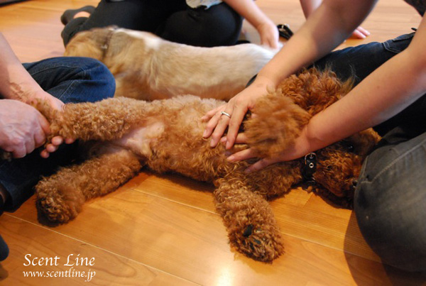 「愛犬の為の整体教室」第1回の模様_c0099133_2214074.jpg