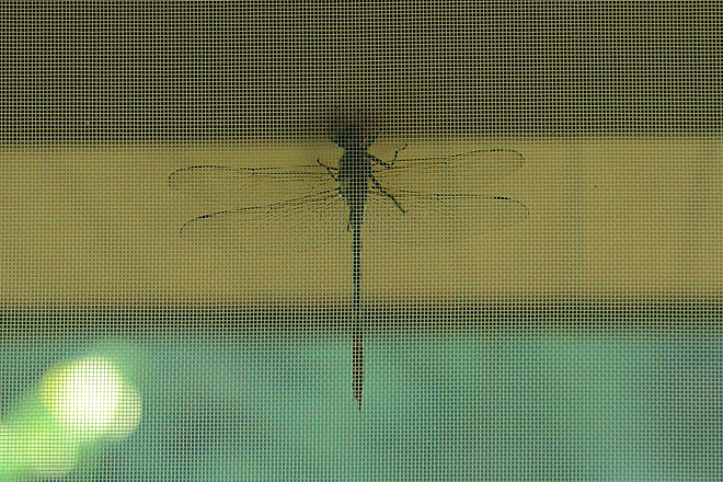 c0067040_22484414.jpg