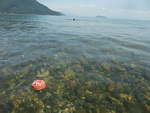 やっぱり琵琶湖！！～ﾏｷﾉｻﾆｰﾋﾞｰﾁにて～_e0126046_17594061.jpg