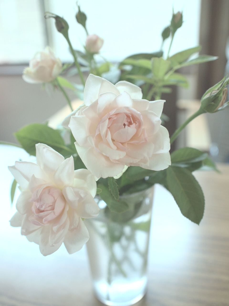 バラの夏剪定 さにべるスタッフblog Sunny Day S Garden バラの夏剪定 さにべるスタッフblog Sunny Day S Garden