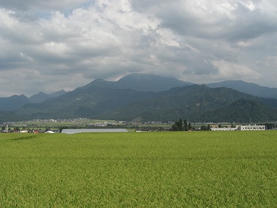 稲穂の黄色_a0084753_15222283.jpg
