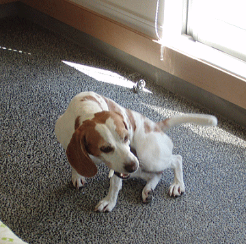 d0152869_2049841.gif