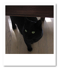 やっぱり猫が好き_f0180770_1821217.jpg