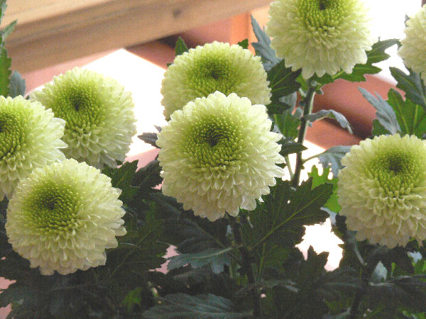 e0140986_10104659.jpg