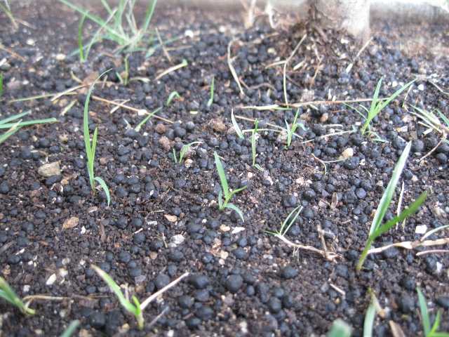 バミューダグラスの種を 追い蒔きしました すぎまるの今日も好日