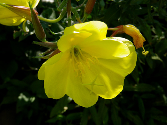 8月後半の庭の花♪_a0136293_10453092.jpg