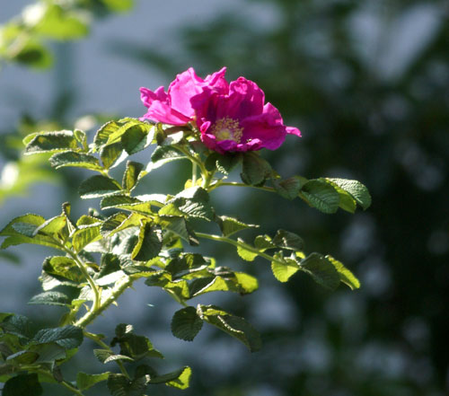 8月後半の庭の花♪_a0136293_1048324.jpg