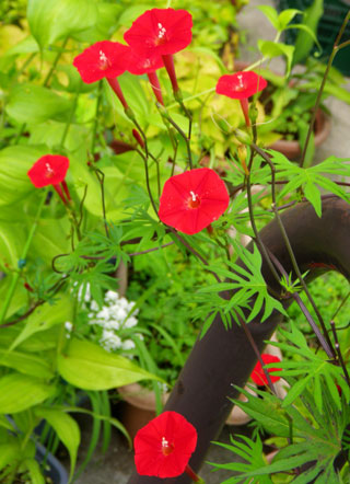 8月後半の庭の花♪_a0136293_10485948.jpg
