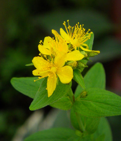 8月後半の庭の花♪_a0136293_10492624.jpg