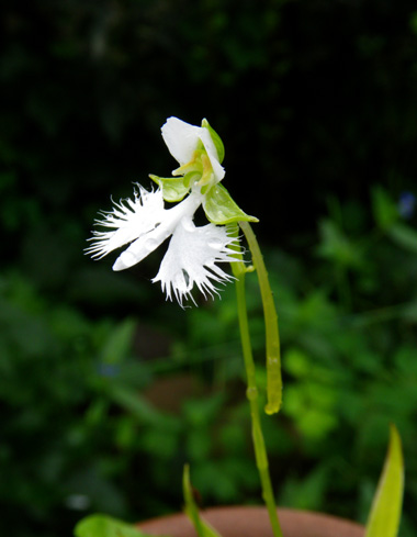 8月後半の庭の花♪_a0136293_10512930.jpg