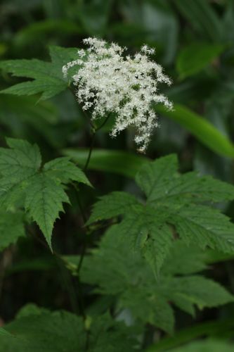 上高地の花２６　　オニシモツケ_a0040021_064393.jpg