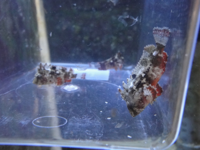海水魚・水草・淡水魚_f0189122_13111911.jpg