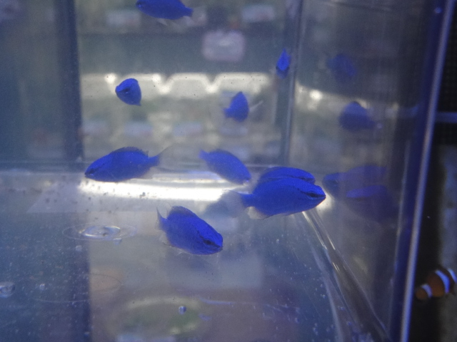 海水魚・水草・淡水魚_f0189122_13141572.jpg
