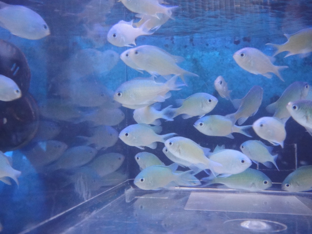 海水魚・水草・淡水魚_f0189122_13144728.jpg
