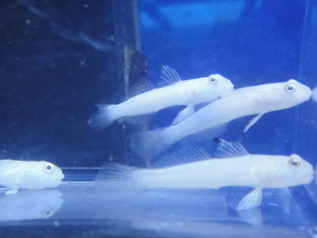 海水魚・水草・淡水魚_f0189122_13155653.jpg