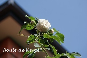 f0170524_12141313.jpg