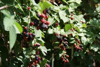 f0170524_12212135.jpg