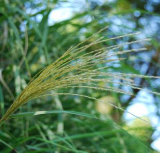 今年もやって来た無花果の季節_c0148634_9182524.jpg