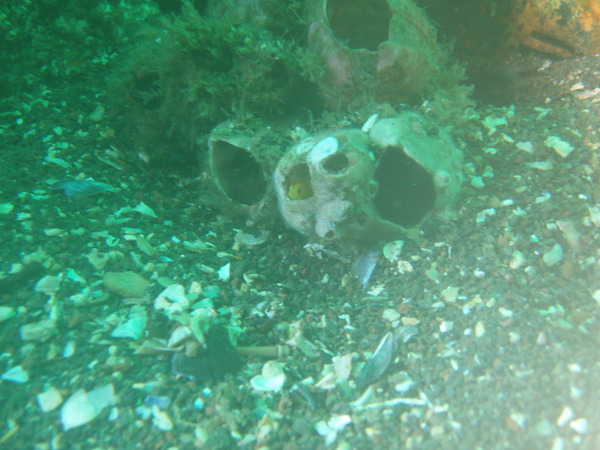 d0174436_832111.jpg