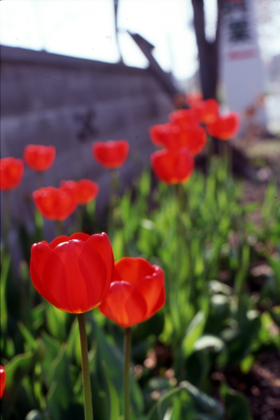 tulip_d0074844_7385281.jpg