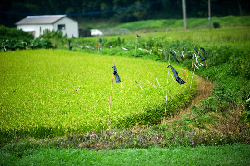 ★夏の田んぼ　Summer paddy_b0023047_5593179.jpg