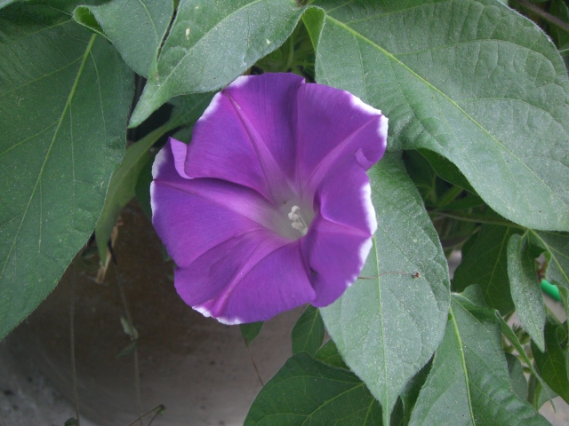 e0073548_233245100.jpg