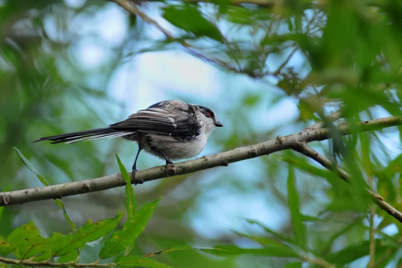 ヒガラ幼鳥&エナガ&メジロ&オオルリ_f0053272_8271552.jpg