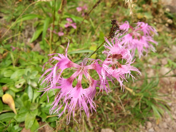 a0094280_21551164.jpg