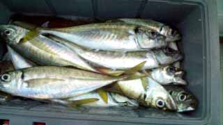 「釣り」_f0150893_1257113.jpg