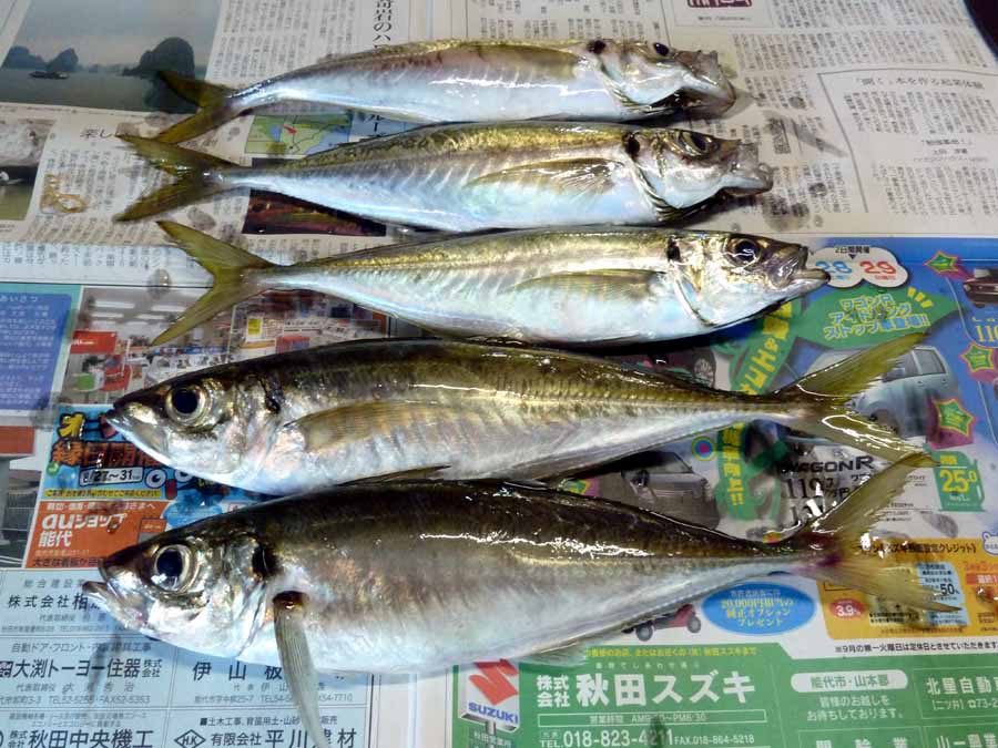 「釣り」_f0150893_12582748.jpg