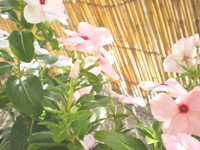 a0090208_1411468.jpg