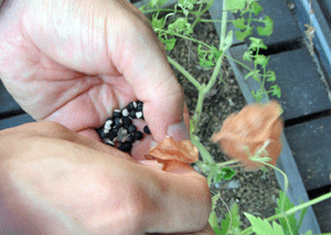 f0232920_13565888.gif