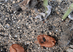 f0232920_13582844.gif