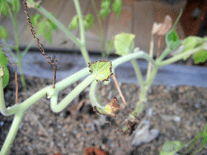 f0232920_13592232.gif